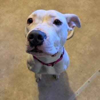Pit Bull Terrier and Mixed Breed Dogs Available for Adoption - Dottie | PetCurious
