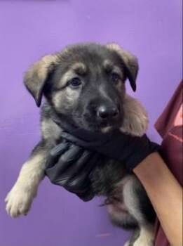 German Shepherd Dog and Mixed Breed Dogs Available for Adoption in El Paso, Texas - 60794470 | PetCurious