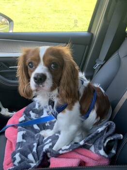 Cavalier King Charles Spaniel Dogs Available for Adoption in Dunmore, Pennsylvania - Asa | PetCurious