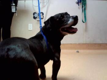 BAXTER -  Terrier and Mixed Breed Dog for Adoption in Martinez, California - BAXTER | PetCurious