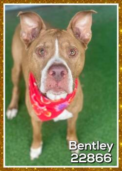 BENTLEY -  Pit Bull Terrier Dog for Adoption in Marietta, Georgia - BENTLEY | PetCurious