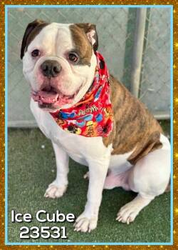 ICE CUBE -  American Bulldog Dog for Adoption in Marietta, Georgia - ICE CUBE | PetCurious
