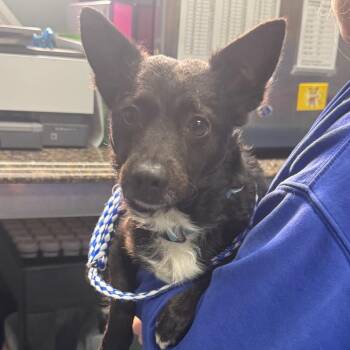 Chihuahua Dogs Available for Adoption in Greenville, South Carolina - Sweeny | PetCurious