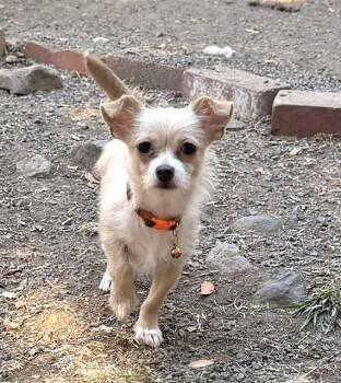 Piper -  Terrier Dog for Adoption in Santa Rosa, California - Piper | PetCurious