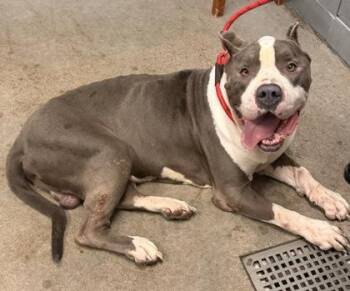 Moose -  American Bully Dog for Adoption in Cleveland, Ohio - Moose | PetCurious