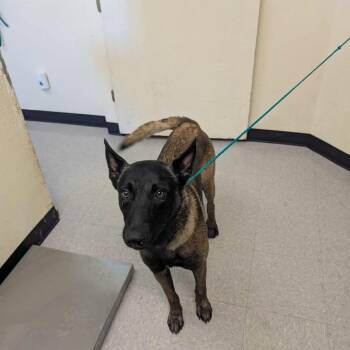 Rescue Belgian Shepherd Malinois Dogs for Adoption in Bastrop, Texas - Mask 25-06-151 | PetCurious