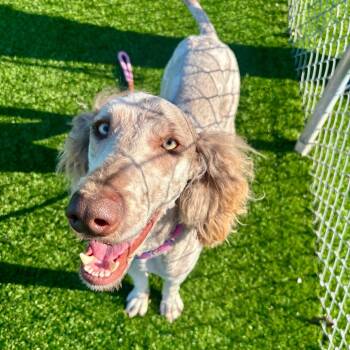 Standard Poodle and Mixed Breed Dogs Available for Adoption in Evansville, Indiana - Winston | PetCurious