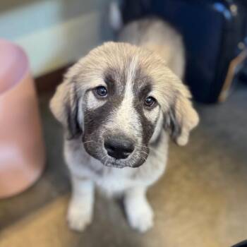 Genevieve -  Anatolian Shepherd and Great Pyrenees Dog for Adoption in Mankato, Minnesota - Genevieve | PetCurious
