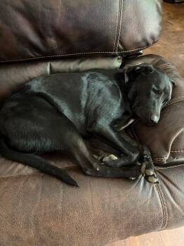Black Labrador Retriever and Border Collie Dogs Available for Adoption in Melbourne, Arkansas - Zippo | PetCurious