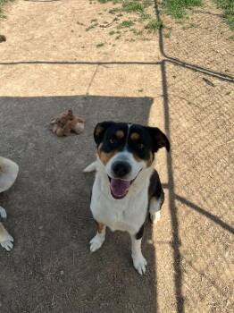 Archie -  Australian Shepherd and Redbone Coonhound Dog for Adoption in Silver Spring, Maryland - Archie | PetCurious