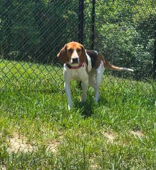 Hound Dogs Available for Adoption in Shepherdsville, Kentucky - Maddie | PetCurious