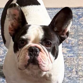 Barkthalomew -  Mixed Breed Dog for Adoption in Leander, Texas - Barkthalomew | PetCurious