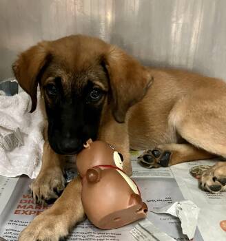 Clutch -  German Shepherd Dog Dog for Adoption in Parma, Ohio - Clutch | PetCurious
