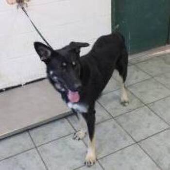 Coco -  German Shepherd Dog and Mixed Breed Dog for Adoption in Brock, Texas - Coco | PetCurious