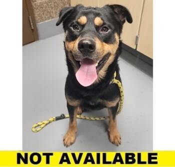 Rescue Rottweiler and Mixed Breed Dogs for Adoption in Eugene, Oregon - Law | PetCurious