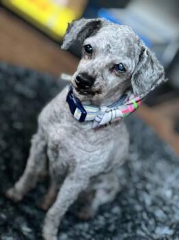 Rescue Miniature Poodle Dogs for Adoption in Roy, Utah - Pierre | PetCurious