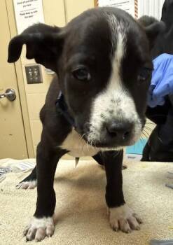 Shepherd and Mixed Breed Dogs Available for Adoption - Everett | PetCurious