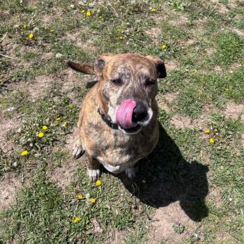 Rufus -  Bullmastiff and Mixed Breed Dog for Adoption in Rock Falls, Illinois - Rufus | PetCurious
