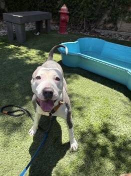 COOL WHIP -  Pit Bull Terrier Dog for Adoption in San Jose, California - COOL WHIP | PetCurious