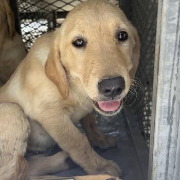 Thelma -  Labrador Retriever Dog for Adoption in Edinburg, Texas - Thelma | PetCurious