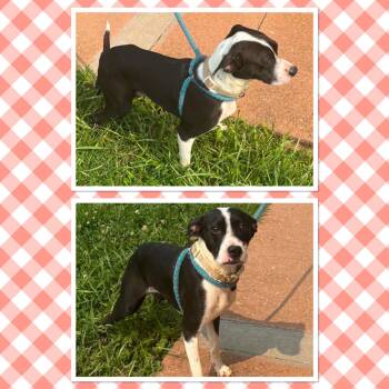 DOLLY -  Mixed Breed Dog for Adoption in Buckhannon, West Virginia - DOLLY | PetCurious