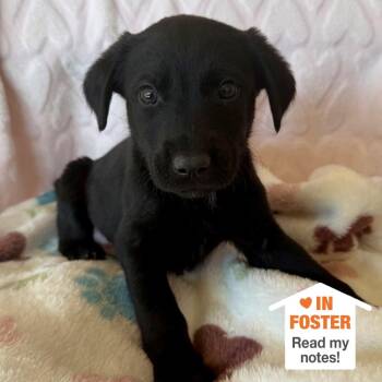 Labrador Retriever Dogs Available for Adoption in Kanab, Utah - Asteroid | PetCurious