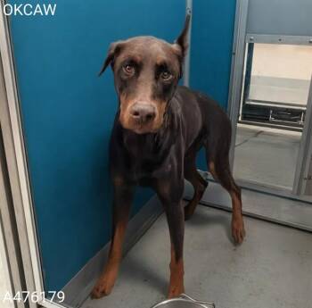 MILO -  Doberman Pinscher Dog for Adoption in Oklahoma City, Oklahoma - MILO | PetCurious