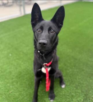 German Shepherd Dog Dogs Available for Adoption - Reba | PetCurious