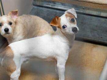 BOO BOO BEAR -  Parson Russell Terrier and Mixed Breed Dog for Adoption in Martinez, California - BOO BOO BEAR | PetCurious