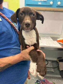 Boston Terrier and Mixed Breed Dogs Available for Adoption in Daytona Beach, Florida - Seaweed - P | PetCurious