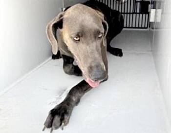 Weimaraner Dogs Available for Adoption in Houston, Texas - A655223 | PetCurious