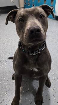 Terrier and Pit Bull Terrier Dogs Available for Adoption in Sandusky, Ohio - CASEY | PetCurious