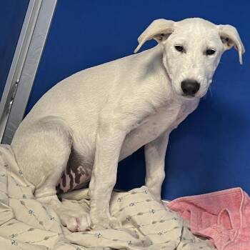Elsa -  Mixed Breed Dog for Adoption in Las Cruces, New Mexico - Elsa | PetCurious