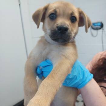 Great Pyrenees and Retriever Dogs Available for Adoption in Hattiesburg, Mississippi - Glenda | PetCurious