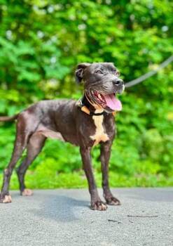 Harper -  Pit Bull Terrier Dog for Adoption in Waverly, Tennessee - Harper | PetCurious