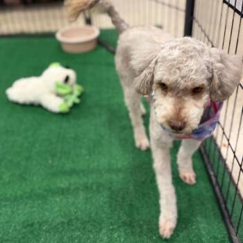 Poodle Dogs Available for Adoption in Phoenix, Arizona - Nova | PetCurious