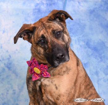 Shepherd and Labrador Retriever Dogs Available for Adoption in Pittsboro, North Carolina - Gaia | PetCurious
