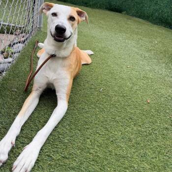 Angel -  Shepherd Dog for Adoption in Dallas, Texas - Angel | PetCurious