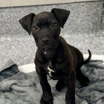 Labrador Retriever and Mixed Breed Dogs Available for Adoption - Amil | PetCurious