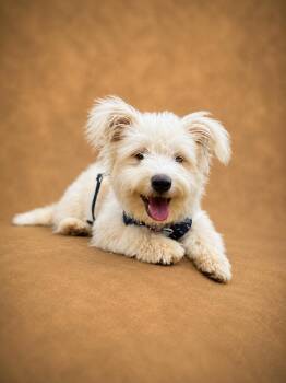 Poodle and Terrier Dogs Available for Adoption in VERNON ROCKVL, Connecticut - Enya | PetCurious