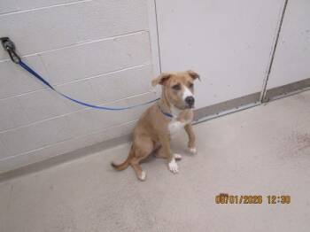 (811) -  Pit Bull Terrier and Hound Dog for Adoption in Marietta, Georgia - (811) | PetCurious