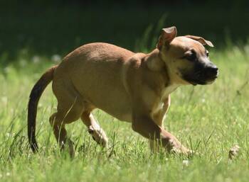 Rory -  German Shepherd Dog and Labrador Retriever Dog for Adoption in Mechanicsburg, Pennsylvania - Rory | PetCurious
