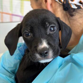 Terrier and Mixed Breed Dogs Available for Adoption - Hannah | PetCurious