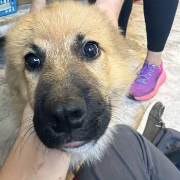 Louis -  Mixed Breed Dog for Adoption in Summerlee, West Virginia - Louis | PetCurious
