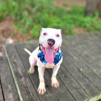 Mixed Breed Dogs Available for Adoption in Port Charlotte, Florida - Yeti | PetCurious