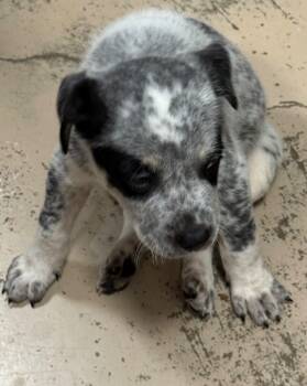 Rescue Blue Lacy Dogs for Adoption in Saint Francisville, Louisiana - Scooter | PetCurious