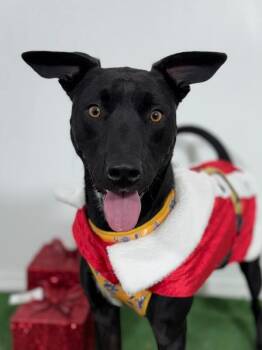 Black Labrador Retriever and Whippet Dogs Available for Adoption - Bartolito | PetCurious