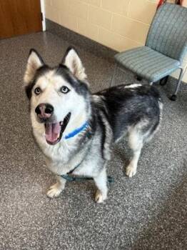 Juno -  Siberian Husky and Mixed Breed Dog for Adoption in Westland, Michigan - Juno | PetCurious