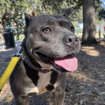 Mixed Breed Dogs Available for Adoption in Savannah, Georgia - Nijah | PetCurious