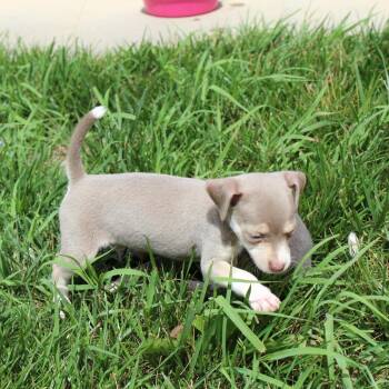 Lil Grumpy -  Beagle and Chihuahua Dog for Adoption in Mcpherson, Kansas - Lil Grumpy | PetCurious